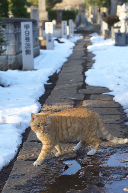 東京路地裏散歩 雪の谷中フォトウォーク 2014年2月16日