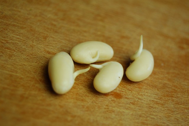 Sprouting Beans For Soups, Stir Frys, Wraps, Dips, and Salads