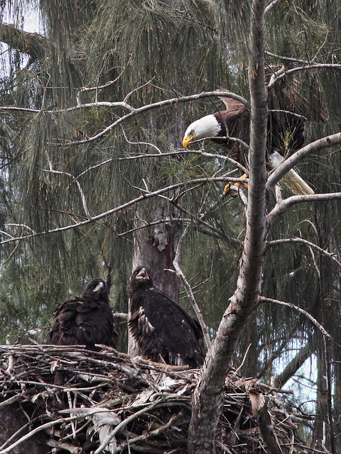 Bald Eaglets with male parent 20140314