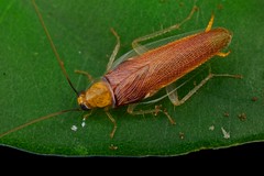 Blattodea (Philippines)