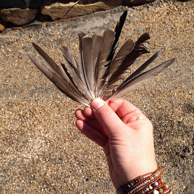 found feathers