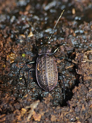 Ground Beetle (Carabus granulatus) hibernating in dead wood