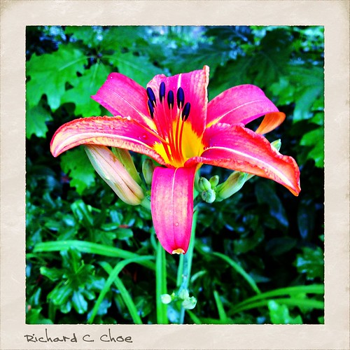 Tiger Lily 1 (2013, 7.7) by rchoephoto
