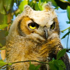 Owl (Great Horned)