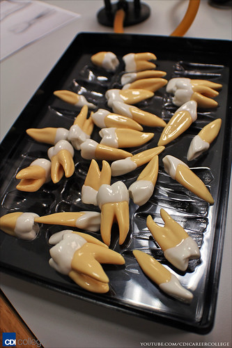 Visiting the Dental Technician Program Labs at CDI College in Surrey, BC - Fake Teeth