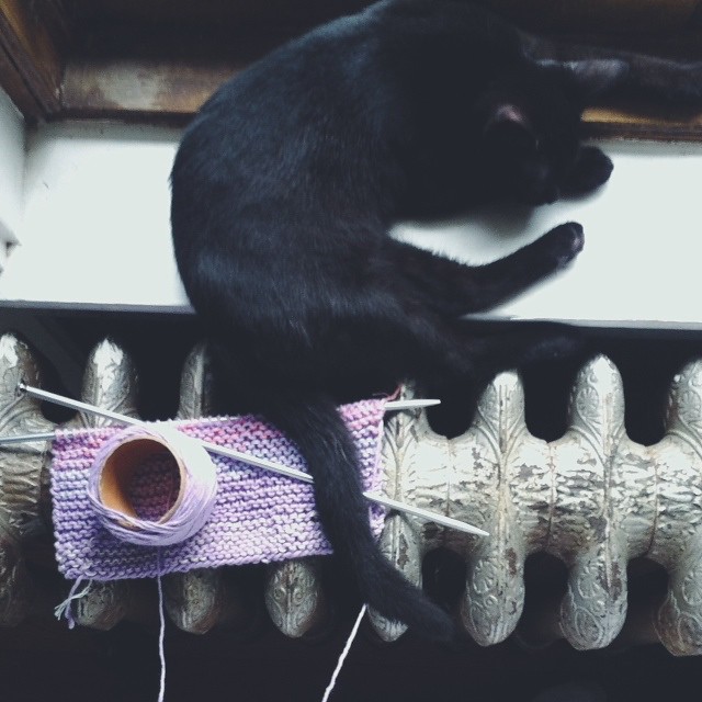 Knitting Kitten