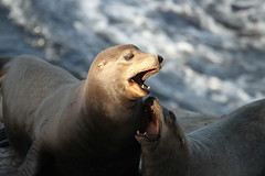 La Jolla Sea Lions and Seals - 2013