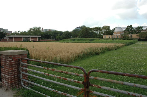 Historic corn field next to the UGL.