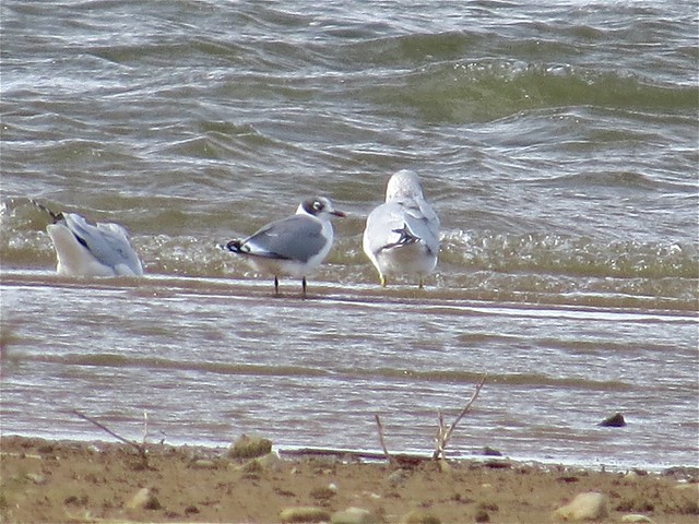 Franklin's Gull and Ring-billed Gulls at Evergreen Lake in McLean County 01