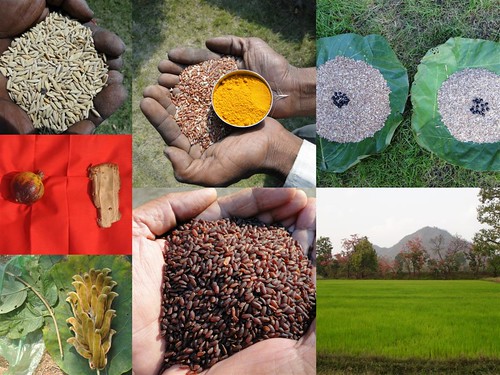 Validated and Potential Medicinal Rice Formulations for Hypertension (High Blood Pressure) with Diabetes mellitus Type 2 Complications (TH Group-294) from Pankaj Oudhia’s Medicinal Plant Database by Pankaj Oudhia