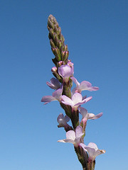 馬鞭草（Verbena officinalis）的馬鞭狀花序。（圖片作者：Tico，圖片來源：http://www.flickr.com/photos/84474308@N00/3671524752，本圖符合CC授權使用）