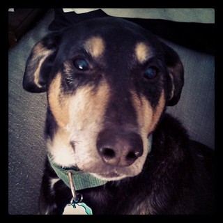 Teutul says Good Morning Instagram! #dogstagram #instadog #ilovemydogs #Rescued #coonhoundmix #houndmix #adoptdontshop