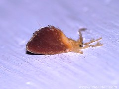Bagworm moths - Family Psychidae
