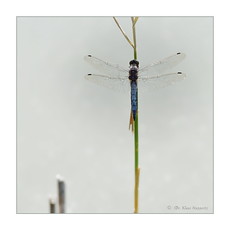 damselflies / dragonflies