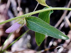 CONVOLVULACEAE - Ipomoea aurifolia