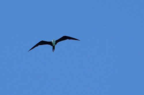 Magnificant Frigatebird, Loreto, Mexico