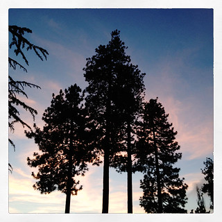 sunset-pink sky-tall pine trees