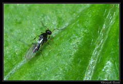 Hymenoptera/Platygastridae
