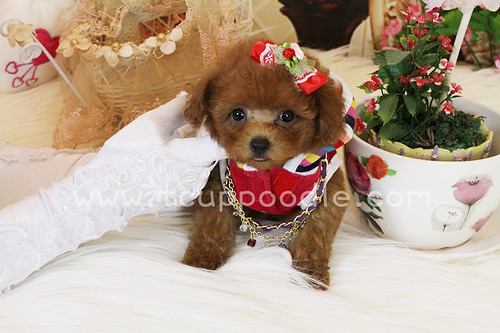 toy poodle,teacup poodle,tiny toy poodle,pedigree poodle,poodle for sale,poodle breeder,beautiful poodle puppy,the smallest dog by 大熊媽媽