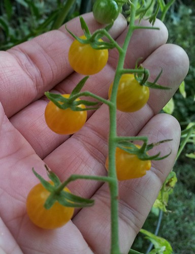 Currant Tomatoes