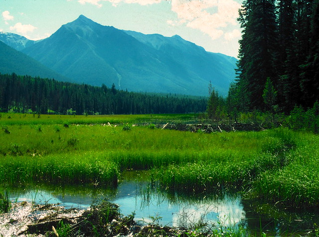 Kootenay National Park, British Columbia, Canada, Aug. 1981