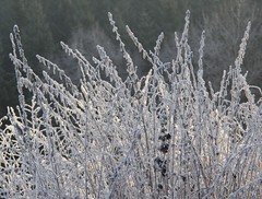 Grass. - Snow, hoarfrost, ice.
