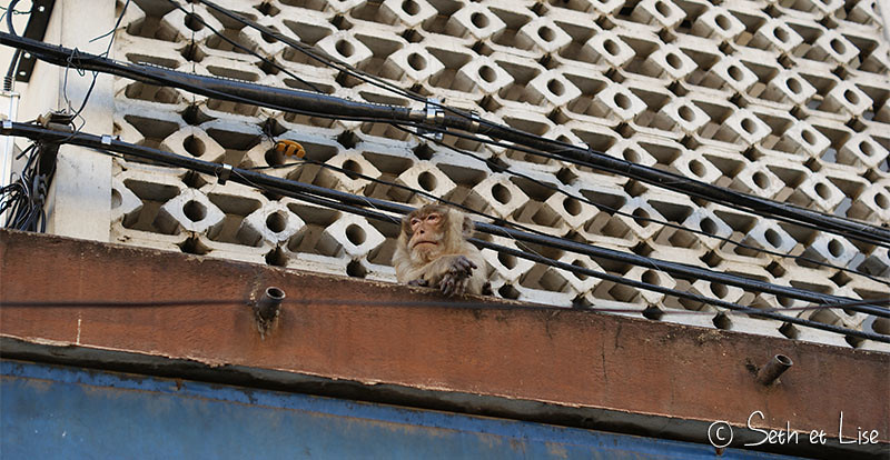 lopburi blog voyage thailande photo monkey