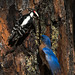 Downey Woodpecker Warns Bluebird