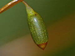 Horn Calcareous Moss (Mnium hornum) capsule of a sporophyte
