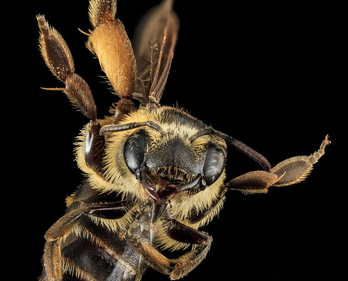 Andrena fulvipennis, F, Face 1, MD_2013-07-18-15.06.08 ZS PMax