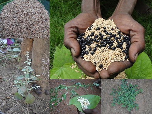 Indigenous Medicinal Rice Formulations for Kidney, Heart and Spleen Diseases and Cancer and Diabetes Complications (TH Group-117) from Pankaj Oudhia’s Medicinal Plant Database by Pankaj Oudhia