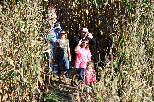 Corn maze at Holiday World