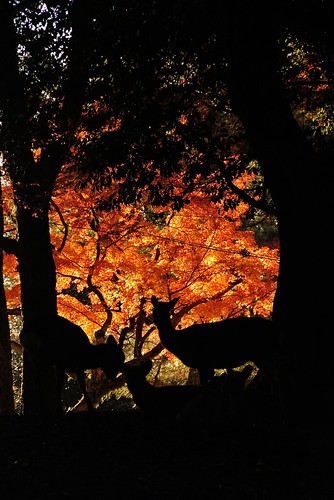 The autumnal scene of Nara.