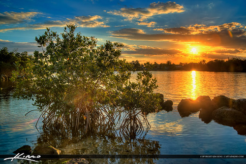 Mangrove Tree Sunset Lake Wyman Boca Raton by Captain Kimo