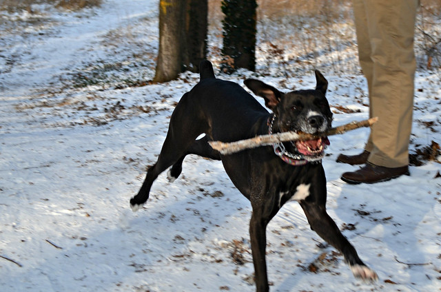 Snow day in Pankow Volkspark Schönholzer Heide crazy Bailey dog with stick_cropped