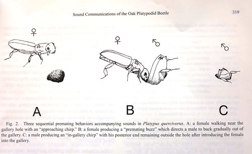 長小蠹蟲的求愛三部曲示意圖。