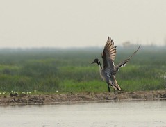 Birds in Flight - Mangalajodi Wetlands