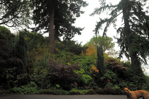 Rosiescape, hillside, trees and bushes, Llandover by the Sound, Seattle, Washington, USA by Wonderlane