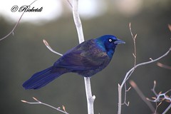 Quiscales- grackles