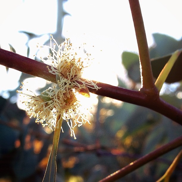 Sunny Blossom. || #eucalyptus #intothesun