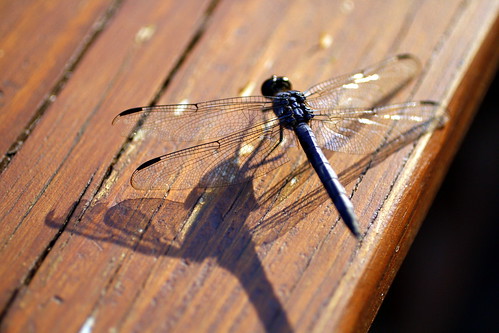 [115/365] Chasing Dragonflies