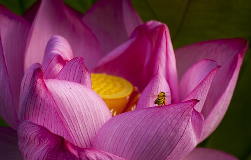 不忍池・蓮 とミツバチ