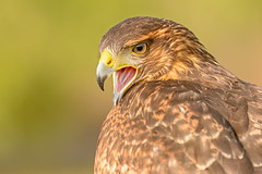 Águilas, Halcones y Buitres (Falconiformes)