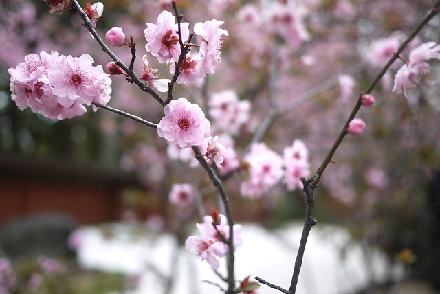 Cherry Blossoms Festival 2013