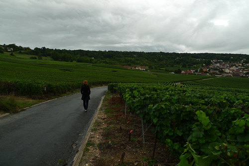 Vineyards near Champillon