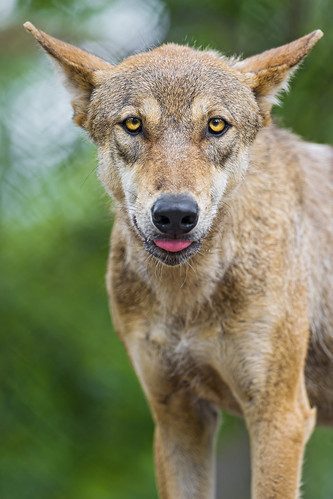 Female wolf with tongue a bit out by Tambako the Jaguar