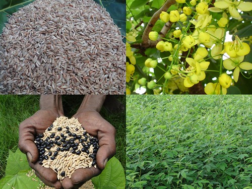 Validated Medicinal Rice Formulations for Diabetes (Madhumeh) and Cancer Complications and Revitalization of Pancreas (TH Group-137) from Pankaj Oudhia’s Medicinal Plant Database by Pankaj Oudhia