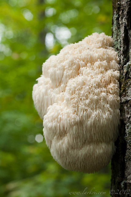 Bear's Head Mushroom, Algonquin Provincial Park, Ontario, 2010