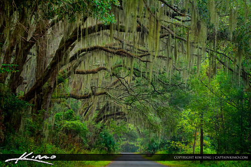 Gainesville-Florida-Dirt-Road-Spanish-Moss-Oak-Tree by Captain Kimo