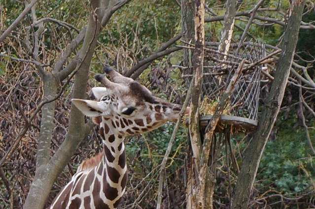 lunch time giraffe